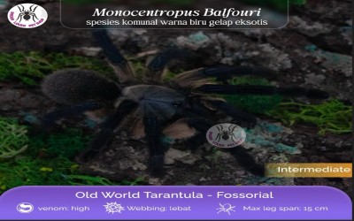 Monocentropus balfouri / Socotra Island Blue Baboon / Socotra Blue Baboon - Adult Female 12 cm
